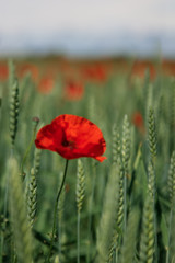 Obraz premium Close up of isolated poppy flower in full bloom, standing in a wheat field in southern Sweden outside the village of Glumslöv. 