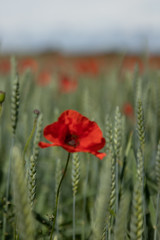 Obraz premium Close up of isolated poppy flower in full bloom, standing in a wheat field in southern Sweden outside the village of Glumslöv. 