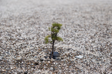 the small sapling grow slowly in the stony area.
