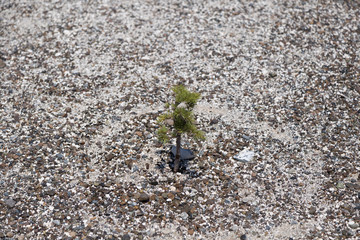 the small sapling grow slowly in the stony area.