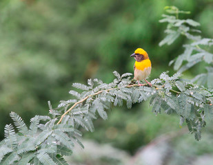 Baya weaver, Ploceus Philippinus, Ahmednagar, Maharashtra, India