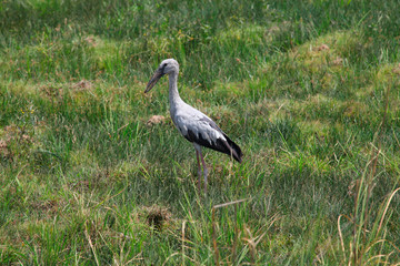 Open bill stork, Tadoba National Park, Chandrapur, Maharashtra, India