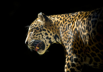 Fototapeta na wymiar Jaguar on a black background.