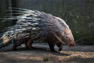  Malayan porcupine, Himalayan porcupine,  (Hystrix brachyura). © MrPreecha