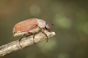 Image of cockchafer (Melolontha melolontha) on a branch on a natural background. Insect. Animals.