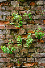 Old brick wall with birch sprouts as a grunge background