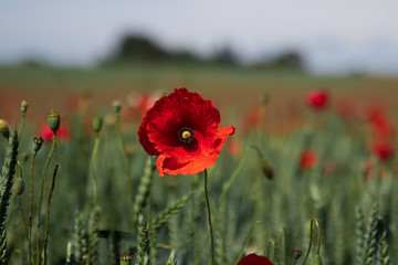 Naklejka premium Close up of isolated poppy flower in full bloom, standing in a wheat field in southern Sweden outside the village of Glumslöv. 