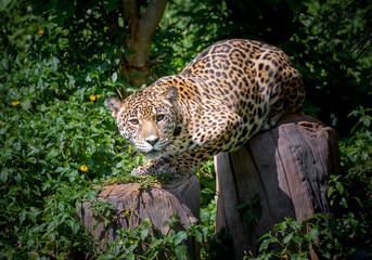 Jaguar was crouching on the timber.