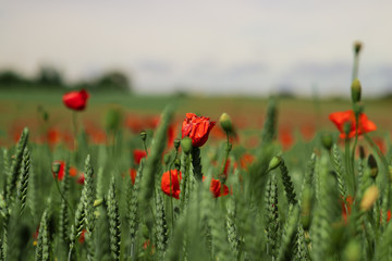 Poppy flowers sticking up in a green wheat field.