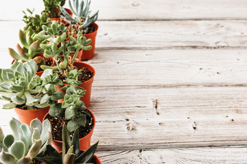 arrangement of the succulents or cactus succulents