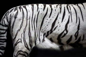 Fototapeta na wymiar The White tiger skin pattern.