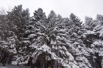 Snowy winter day in the woods of a mountain