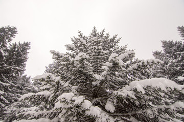 Snowy winter day in the woods of a mountain
