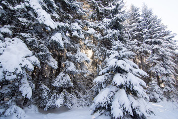 Fototapeta na wymiar Winter saga snow in the woods sunlight through the trees