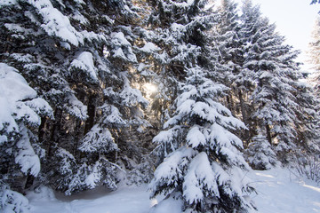 Winter saga snow in the woods sunlight through the trees