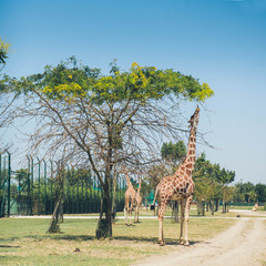 Giraffes in safari Ravenna zoo Italy. Giraffe reaching for a high branch of a tree to eat.  © alexngm