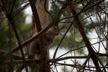 squirrel on a tree