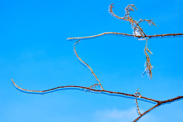 Frozen in the ice twigs christmas tree (spruce, picea) branches against blue sky. Frozen tree branch in winter.