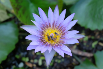 Closeup purple lotus flower with bee,natural background or wallpaper concept.
