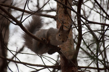 squirrel on a tree