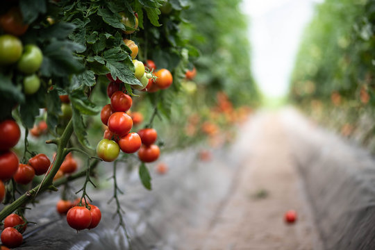 Champs de tomates sous serre dans les Landes