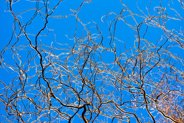 Frozen in the ice willow tree branches against blue sky. Frozen tree branch in winter.