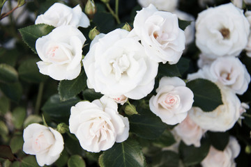 Obraz na płótnie Canvas white roses background