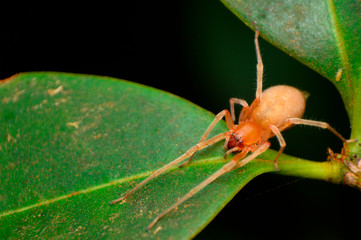 Yellow sack spider, Cheiracanthium sp, Amba, Kolhapur, Maharashtra, India