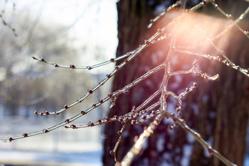 Frozen in the ice tree branches against tree trunk. Frozen tree branch in winter.