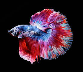 Red and dark blue betta fish are fighting, Siamese fighting fish, Betta fish on black background