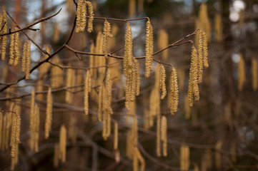 buds on a tree
