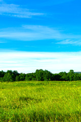 green field and blue sky