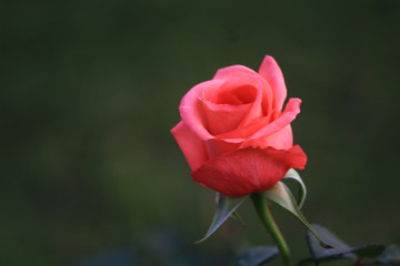 Colorful flowers of the season are always beautiful