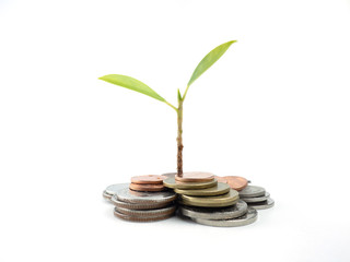 trees growing on coins, saving, growth, economic concept