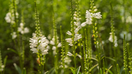 Flowers grow in a flower bed in the garden