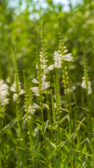 Flowers grow in a flower bed in the garden 