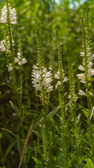 Flowers grow in a flower bed in the garden 