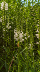 Flowers grow in a flower bed in the garden 