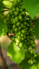 bunches of grapes grow on a bush in a vegetable garden, agriculture