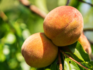 peaches grow on a tree in a vegetable garden, agriculture