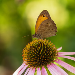butterfly sits on a flower in the summer in the garden, nature
