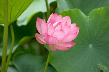 Obraz premium 蓮の花