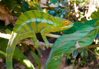 portrait of panther chameleon aka Furcifer pardalis in Andasibe-Mantadia National Park, Madagascar