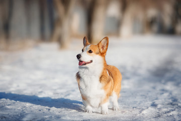 welsh corgi dog in winter