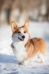 welsh corgi dog in winter
