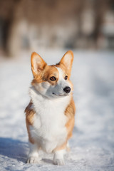 welsh corgi dog in winter