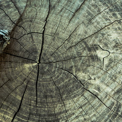 cut wood as a background texture for artists and designers