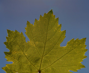 green leaf of grapes on a bush in the garden, still life