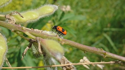ladybird on leaf