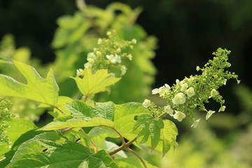 カシワバアジサイ